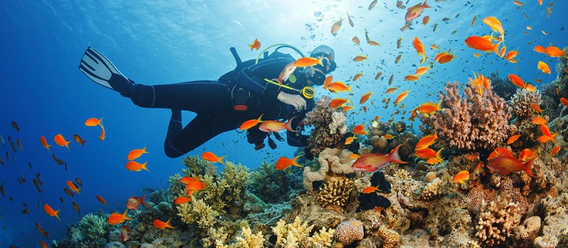 Scuba diving. Beautiful sea life. Underwater scene with young women, scuba diver, explore and enjoy at coral reef. School of red sea fish (scalefin anthias).